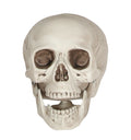 Skelett Totenschädel Dekoration Halloween