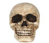 GP24333 – Skelett Totenkopf Ornament Halloween – Farbe: Beige