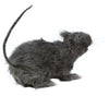 GP24389 – Tier Ratte Halloween Dekoration Horror – Farbe: Grau
