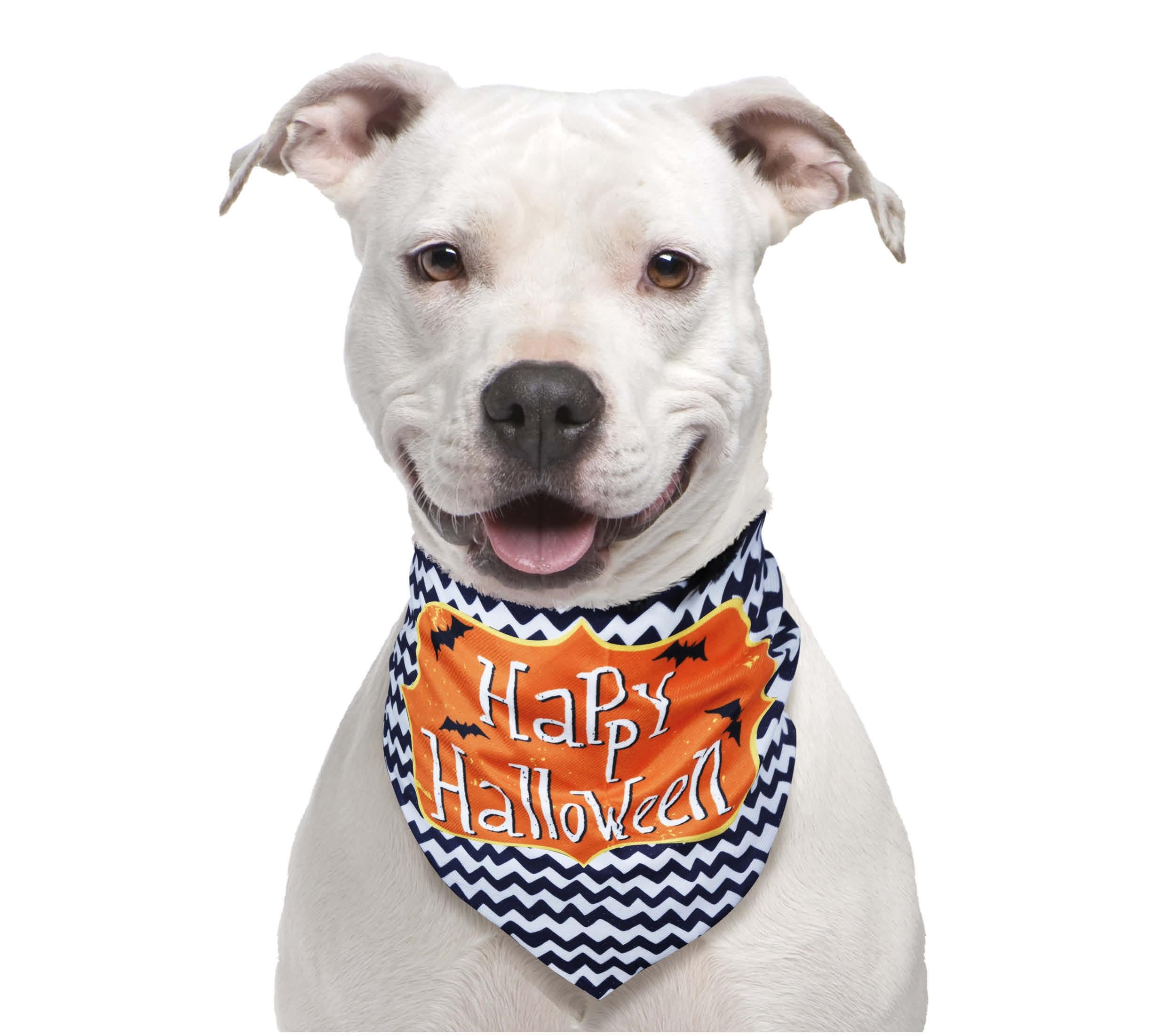GP24828 – Heimtier Halloween Party Tuch – Farbe: Schwarz