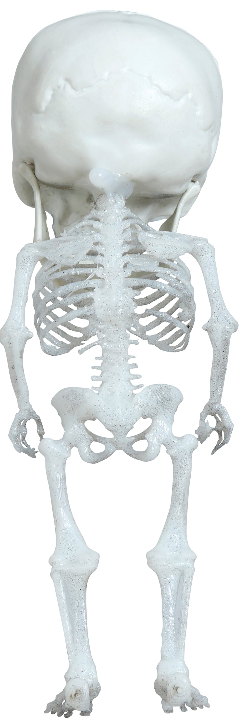 GP24875 – Halloween Skelett Hängefigur Schädel – Größe: Standard