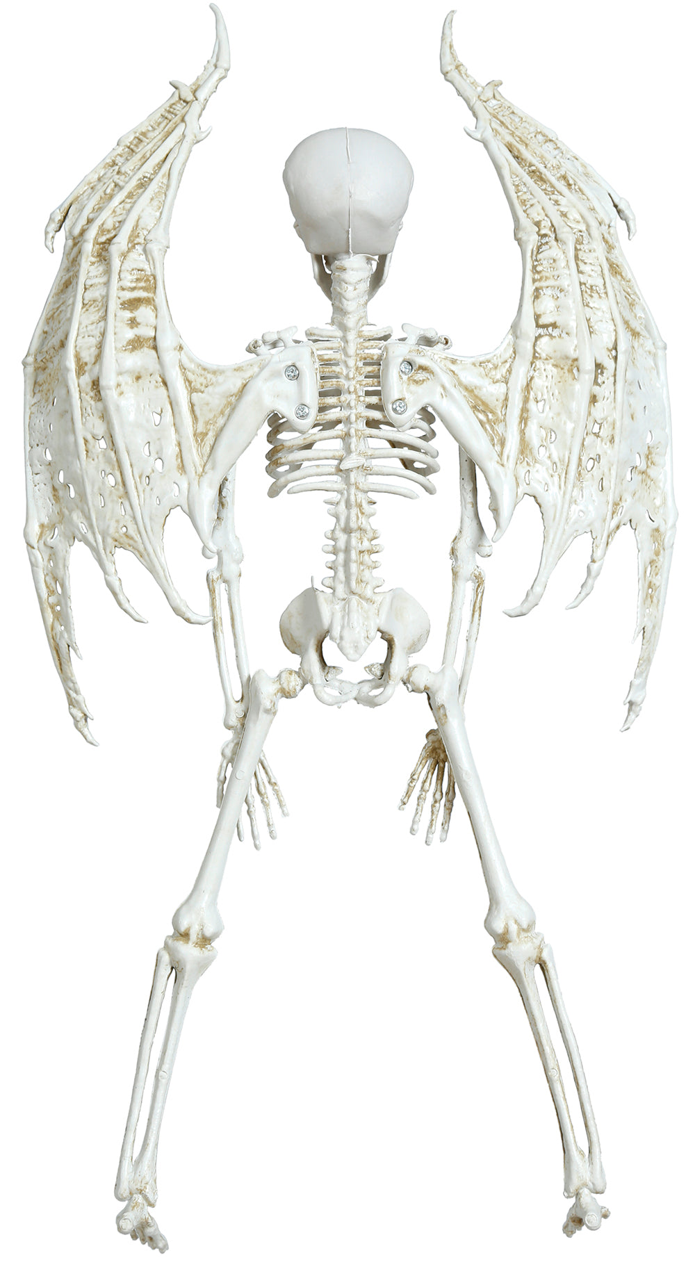 GP24887 – Halloween Skelett Flügel Dekoration – Größe: Standard
