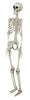 GP26043 – Skelett Grusel Dekoration Halloween – Farbe: Beige