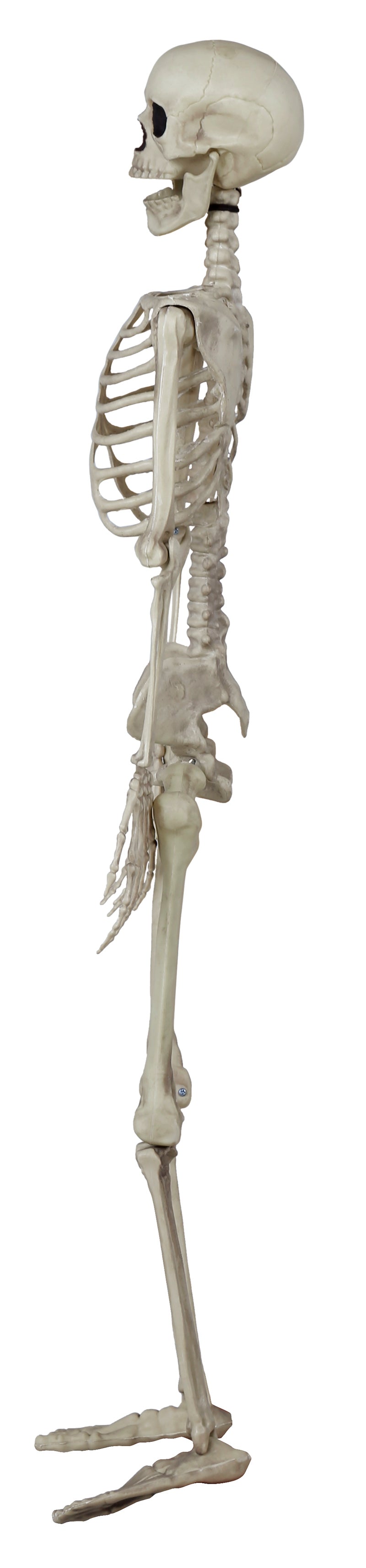 GP26043 – Skelett Grusel Dekoration Halloween – Farbe: Beige