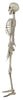 GP26043 – Skelett Grusel Dekoration Halloween – Farbe: Beige