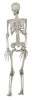 GP26043 – Skelett Grusel Dekoration Halloween – Farbe: Beige