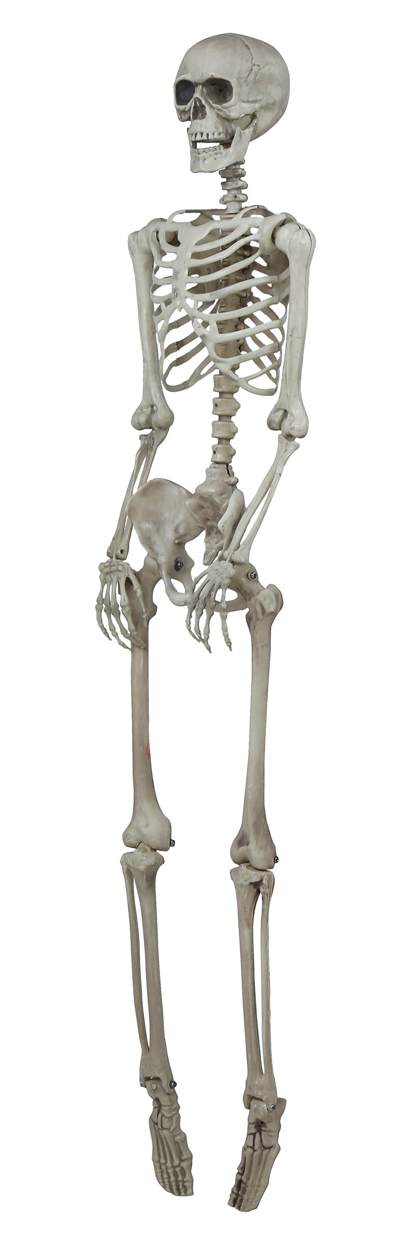 GP26044 – Skelett Halloween Dekoration – Farbe: Beige