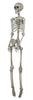 GP26044 – Skelett Halloween Dekoration – Farbe: Beige