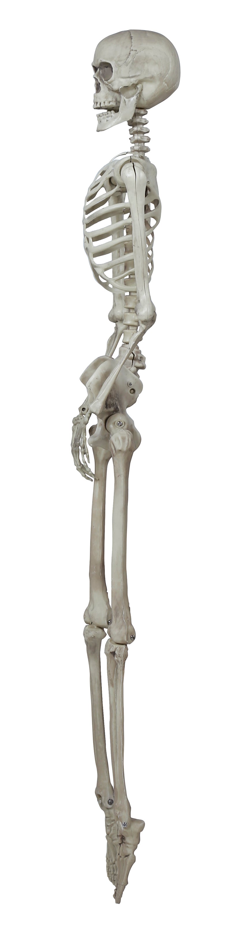 GP26044 – Skelett Halloween Dekoration – Farbe: Beige