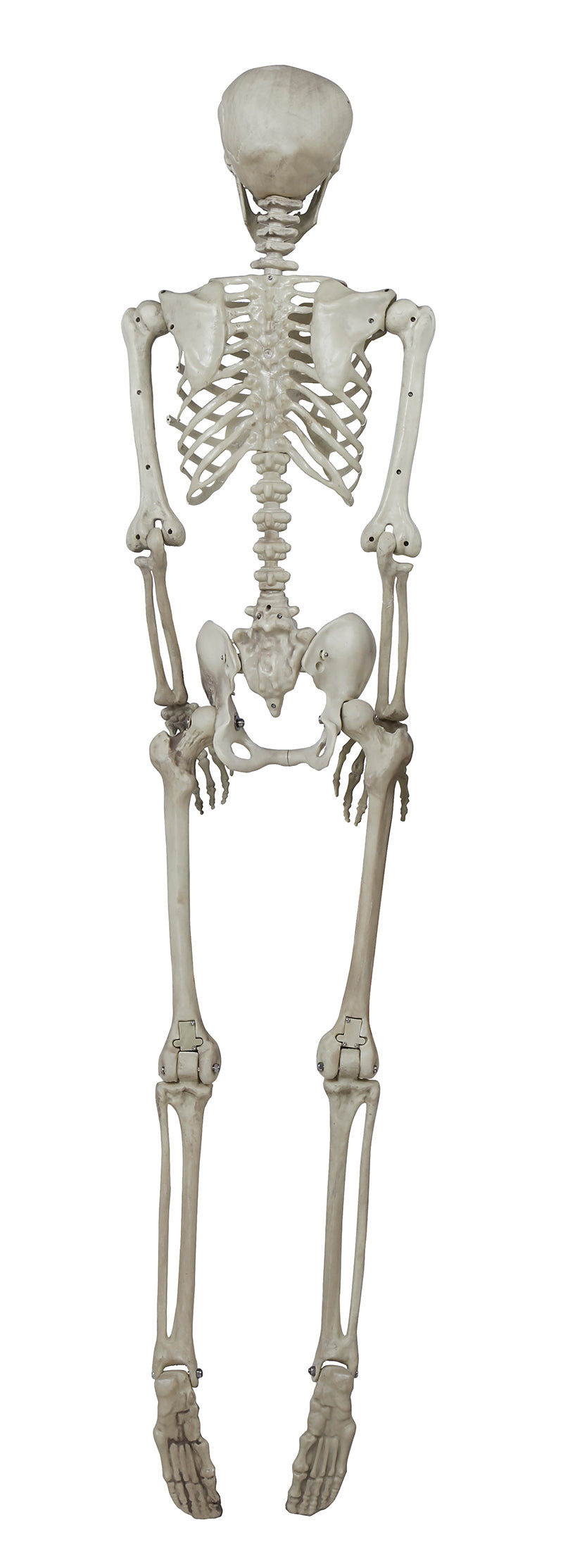 GP26044 – Skelett Halloween Dekoration – Farbe: Beige