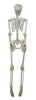GP26044 – Skelett Halloween Dekoration – Farbe: Beige