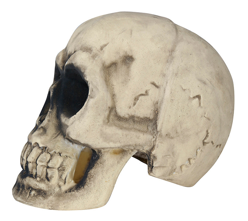 GP26278 – Skelett Schädel Horror Dekoration Halloween – Farbe: Beige