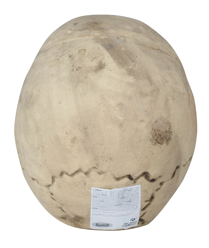 GP26278 – Skelett Schädel Horror Dekoration Halloween – Farbe: Beige