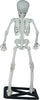 GP29058 – Skelett Halloween Deko Gruseliges Totenschädel – Farbe: Beige