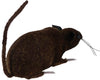GP29080 – Tiere Halloween Deko Ratte Braun – Farbe: Braun