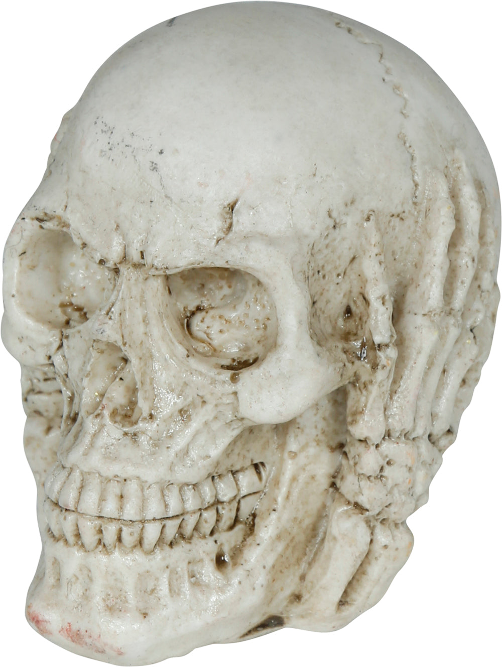 GP29092 – Skelett Totenkopf Halloween Dekoration – Farbe: Beige