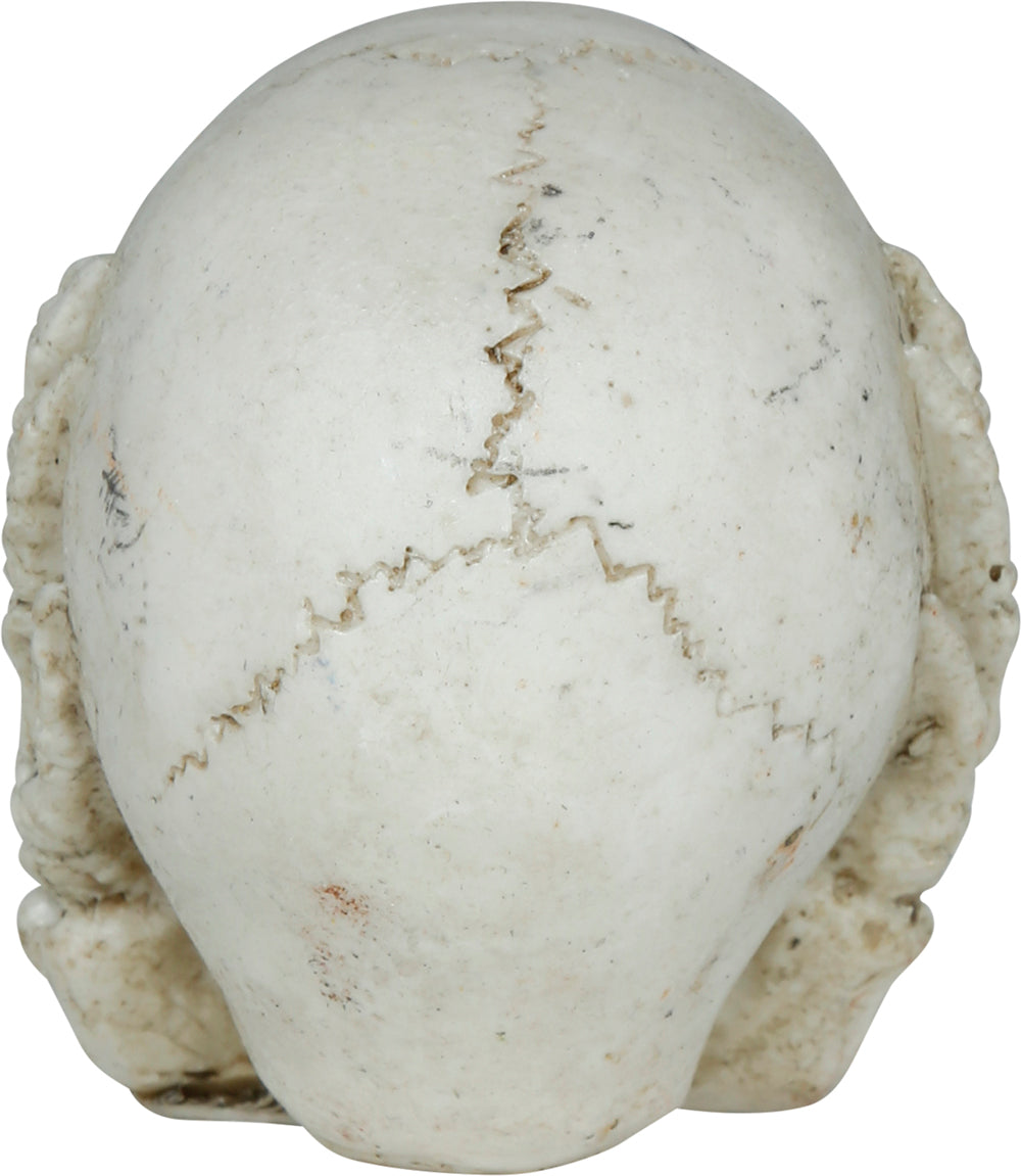 GP29092 – Skelett Totenkopf Halloween Dekoration – Farbe: Beige