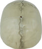 GP29229 – Skelett Tischdekoration Schädel – Farbe: Beige