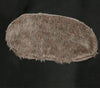GP80668 – Insekten Halloween Kostüm Schwarz Flügel – Größe: 52 - 54 (L) – Farbe: Schwarz
